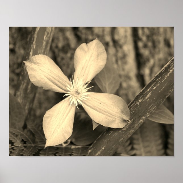 Single Clematis Flower Sepia Tint Poster (Framsidan)