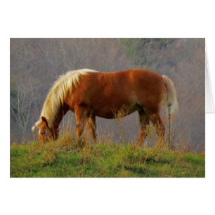 Single Horse Grasing Hälsningskort