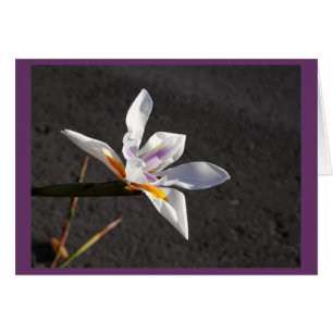 Single Iris OBS Kort