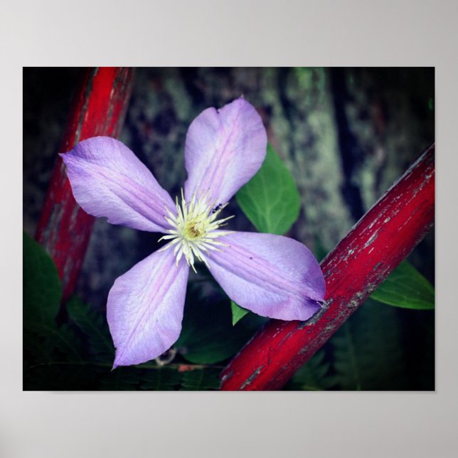 Single Lavender Clematis Flower Poster (Framsidan)