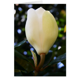 Single Magnolia Bud Hälsningskort