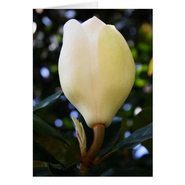 Single Magnolia Bud Hälsningskort (Framsidan)