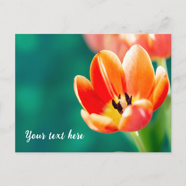 Single Orange Tulip Postcard Vykort (Framsida)