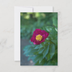 Single Peony Anteckningskort