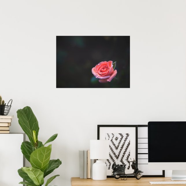 Single Pink Rose with Dew Poster (Hemmakontoret)