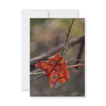 Single Red Leaf