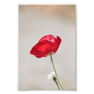 Single Red Poppy Flower under sommaren Fototryck