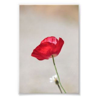 Single Red Poppy Flower under sommaren Fototryck