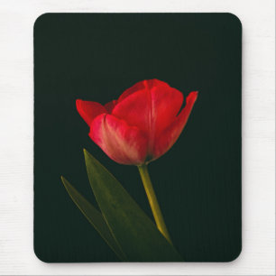 Single Red Tulip Musmatta