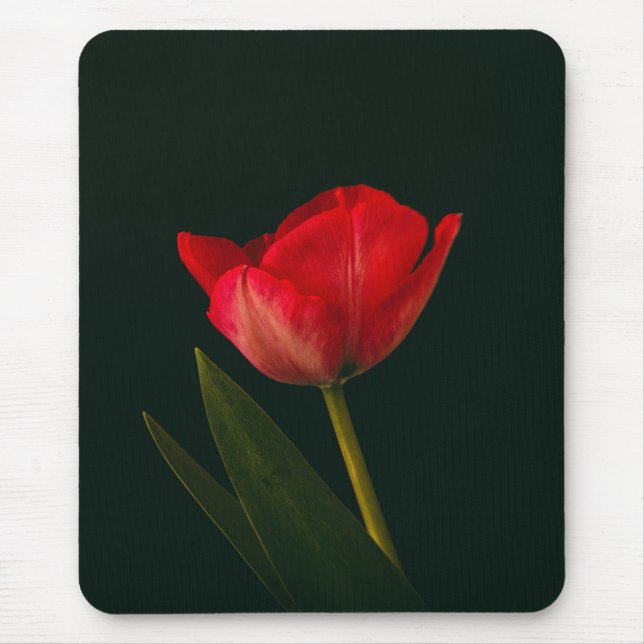 Single Red Tulip Musmatta (Framsidan)