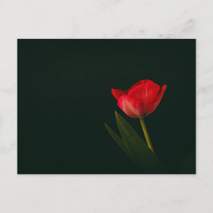 Single Red Tulip Vykort