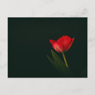 Single Red Tulip Vykort