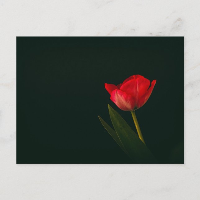 Single Red Tulip Vykort (Framsida)