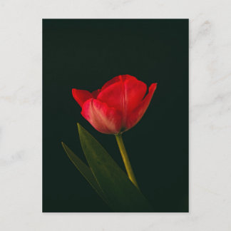 Single Red Tulip Vykort