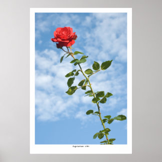 Single Röd ros Poster