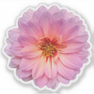 Single Rosa and Lila Zinnia Flower Klistermärken
