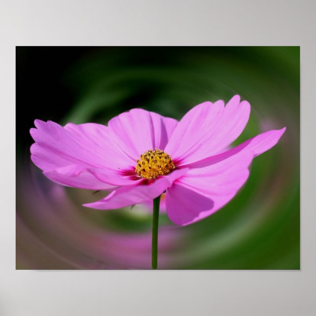 Single Rosa Cosmos Wildblomma Poster (Framsidan)
