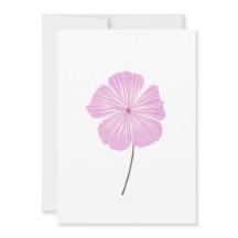 Single Rosa Lavatera