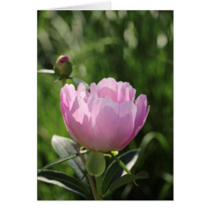 Single Rosa Peony OBS Kort