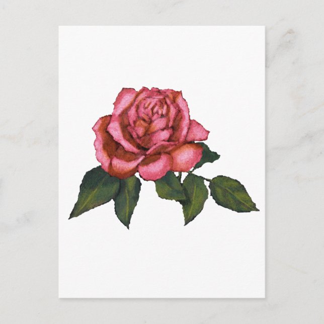 Single Rosa ros: Färg Teckning: Konst Vykort (Framsida)