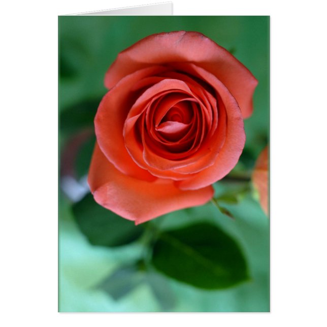 Single rosa ros hälsningskort (Framsidan)