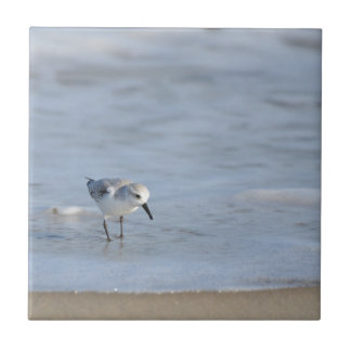 Single Sandpiper walking on beach Kakelplatta