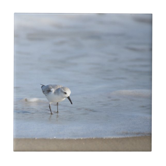 Single Sandpiper walking on beach  Kakelplatta (Framsidan)