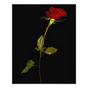 Single Stem Ro Fototryck