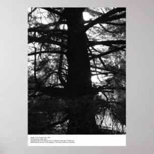 Single Trunk of Large Träd, 1963, av Ansel Adams Poster