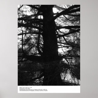Single Trunk of Large Träd, 1963, av Ansel Adams Poster