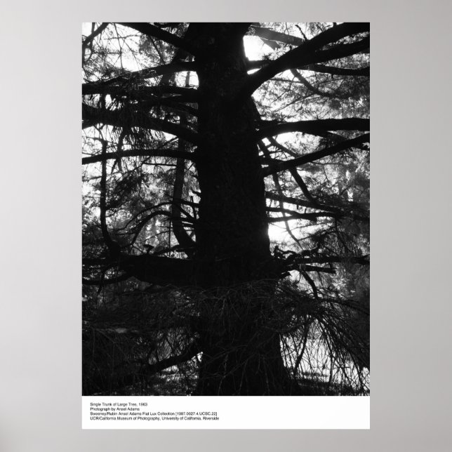 Single Trunk of Large Träd, 1963, av Ansel Adams Poster (Framsidan)