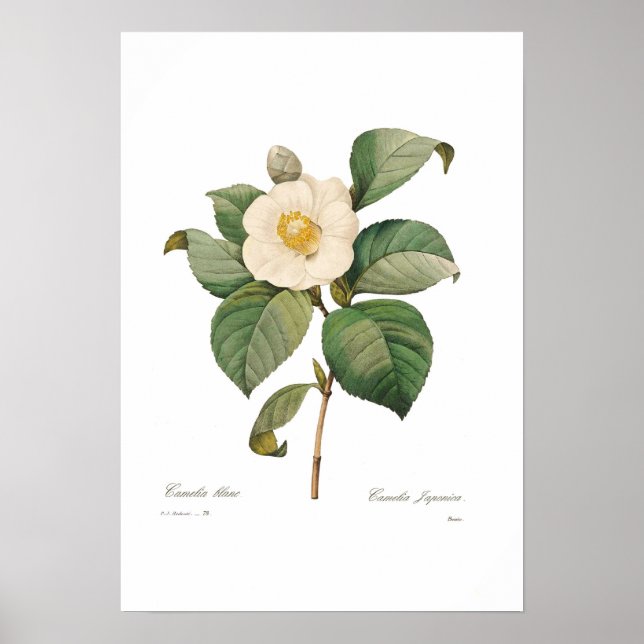 Single White Camellia Poster (Framsidan)