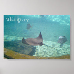 Singray Poster