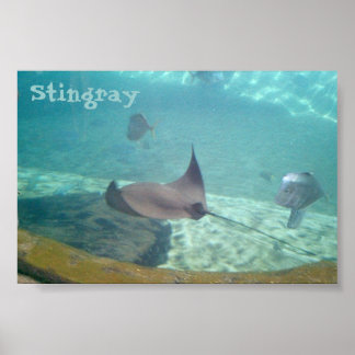 Singray Poster