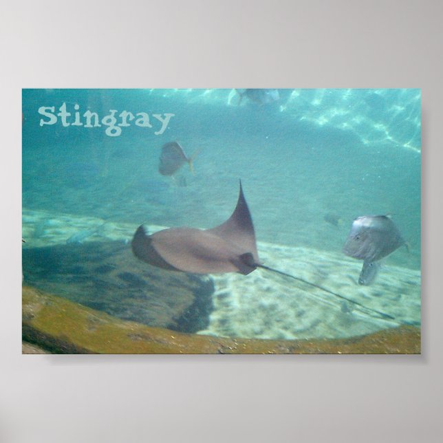 Singray Poster (Framsidan)