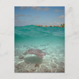 Singray under water in Bora Bora Vykort
