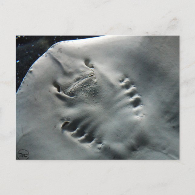 Singray Vykort (Framsida)