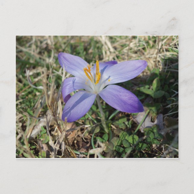 Singular Crocus Vykort (Framsida)