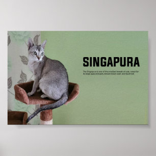 Singuraprasen Poster