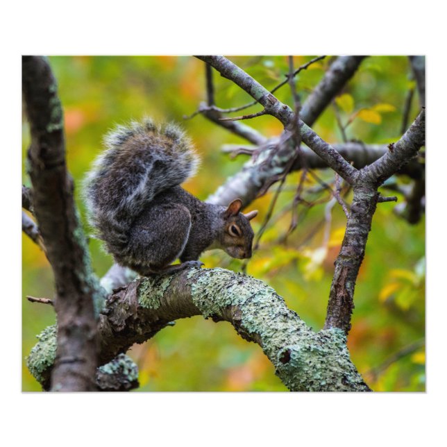 Sinister Squirrel 24 x 20 Kodak Pro Photo Papper Fototryck (Framsidan)