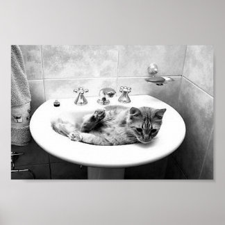sink_cat_12 Pets kattungadömma djur Poster