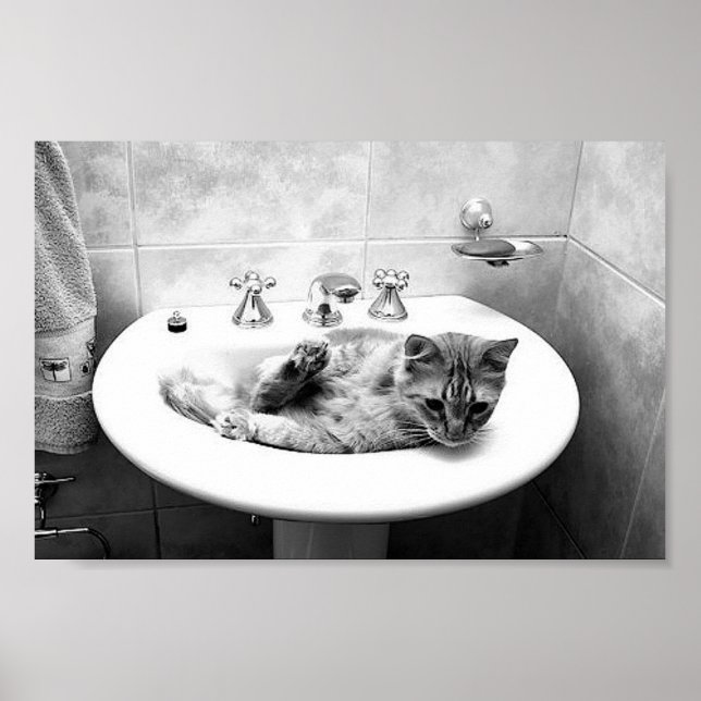 sink_cat_12 Pets kattungadömma djur Poster (Framsidan)
