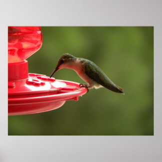Sip sip, lilla Hummer! Poster