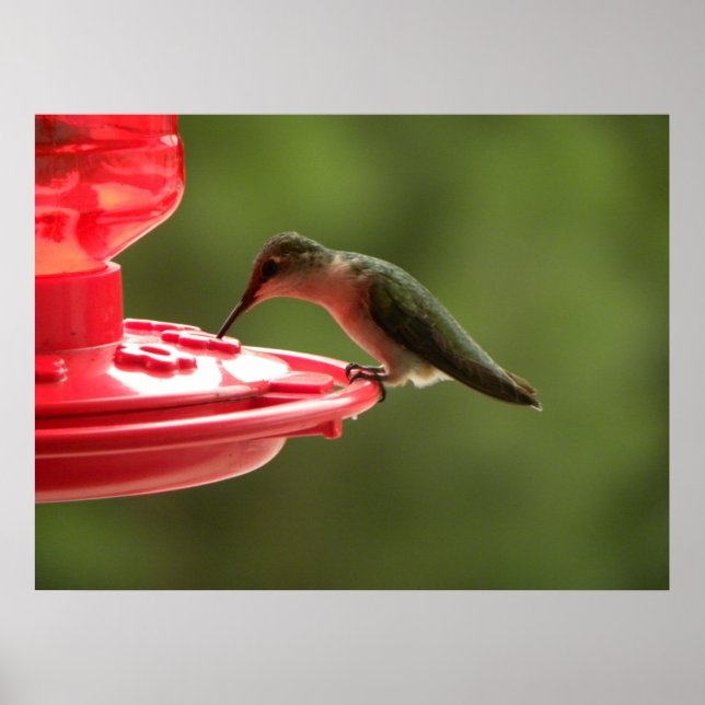 Sip sip, lilla Hummer! Poster (Framsidan)