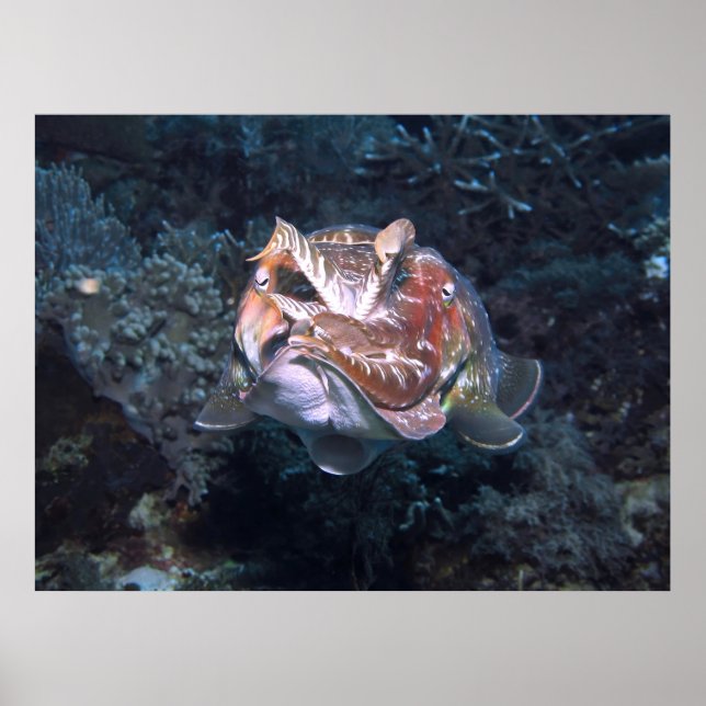 Siphon Flash Poster (Framsidan)