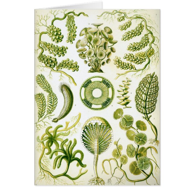 Siphoneae Hälsningskort (Framsidan)