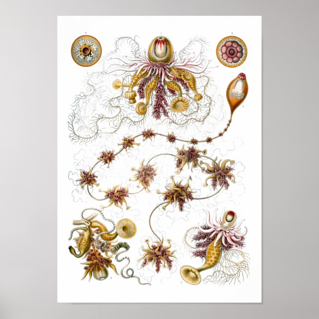 Siphonophorae Ernst Haeckel Fine Art Poster (Framsidan)