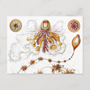 Siphonophorae Ernst Haeckel Fine Art Vykort