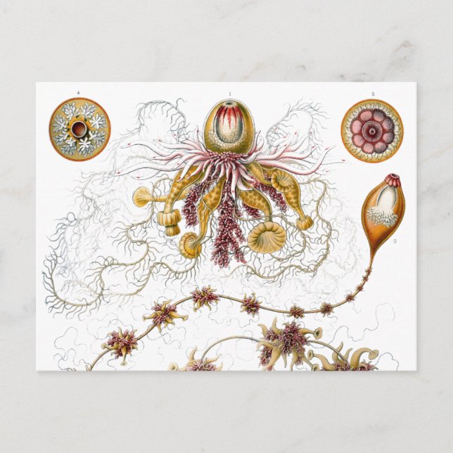 Siphonophorae Ernst Haeckel Fine Art Vykort (Framsida)