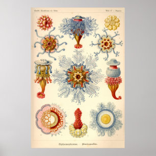 "Siphonophorae" vintageillustration Poster